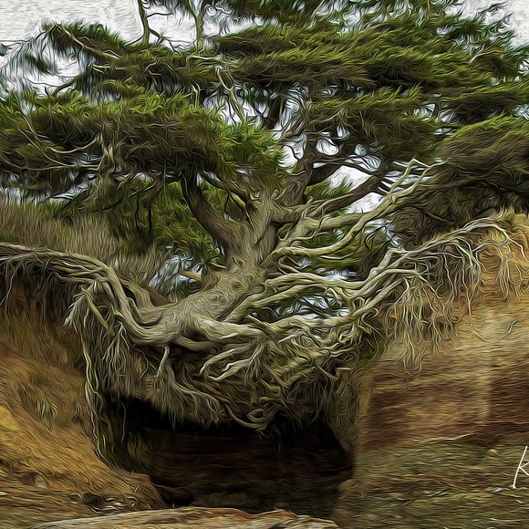 Kalaloch Tree of Life, Kalaloch Beach, WA