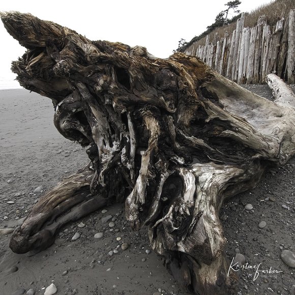 Kalaloch Beach, WA