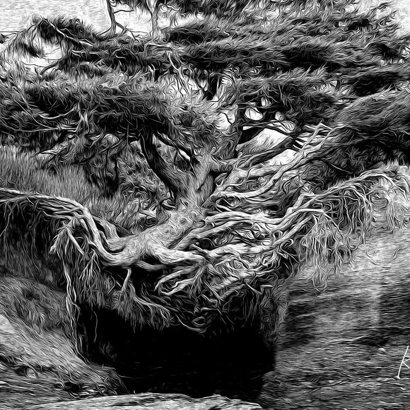 Kalaloch Tree of Life, Kalaloch Beach, WA