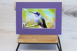 Birds of Costa Rica