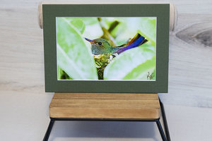 Birds of Costa Rica