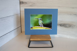 Birds of Costa Rica