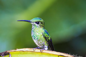 Birds of Costa Rica