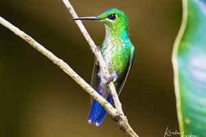Birds of Costa Rica