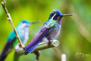 Birds of Costa Rica