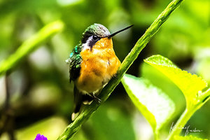 Birds of Costa Rica