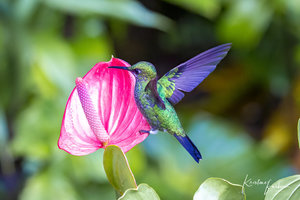Birds of Costa Rica