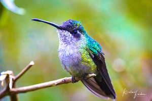 Birds of Costa Rica