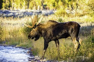 Moose (bull, side), Wyoming