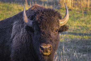 American Bison ("Here's lookin' at you, kid"), Wyoming