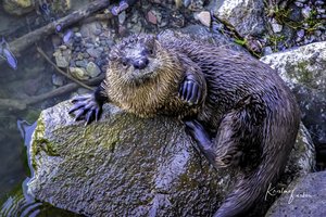 River Otter, Snake River, WY