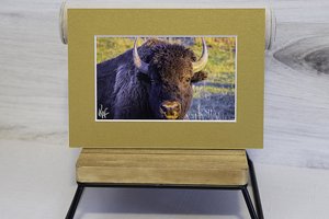 American Bison ("Here's lookin' at you, kid"), Wyoming