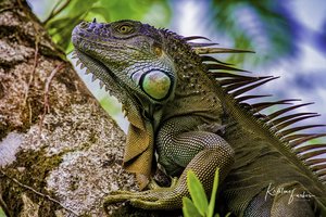 Iguana, Tortuguero National Park, Costa Rica