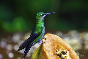 Birds of Costa Rica