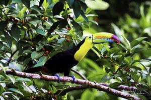 Birds of Costa Rica