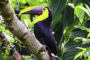 Birds of Costa Rica