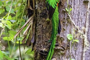 Birds of Costa Rica