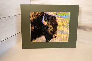 American Bison (side eye), Wyoming
