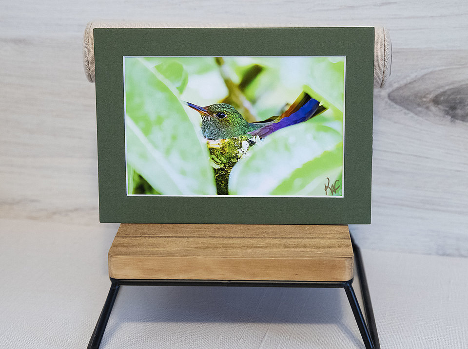 Birds of Costa Rica