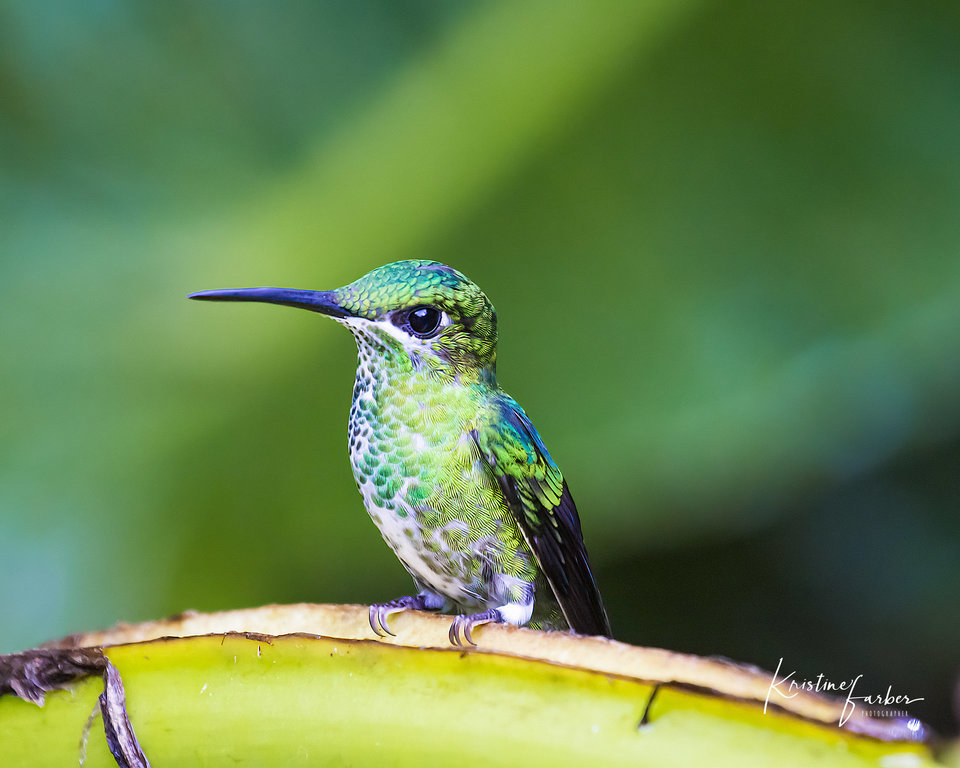 Birds of Costa Rica
