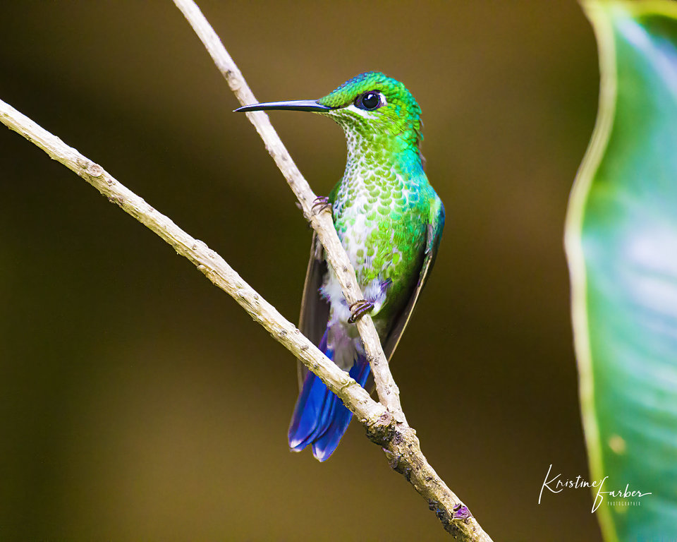 Birds of Costa Rica