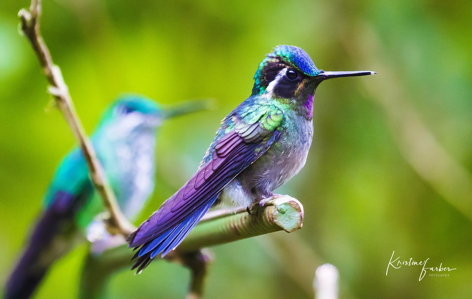 Birds of Costa Rica