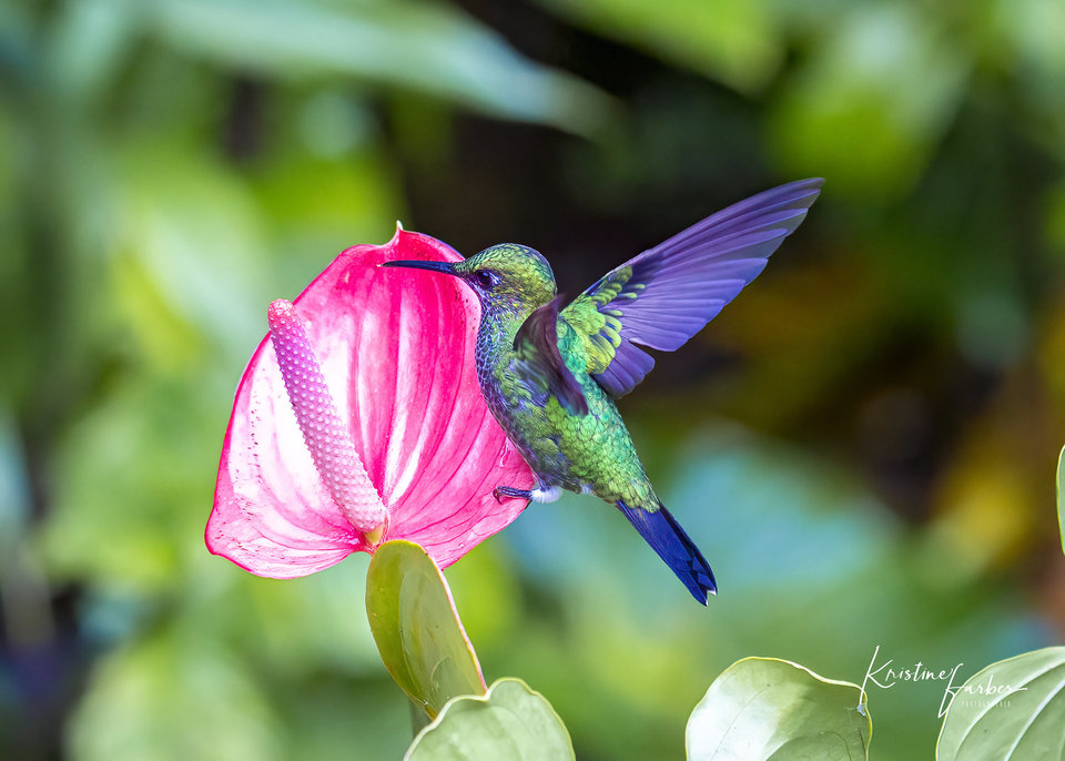 Birds of Costa Rica