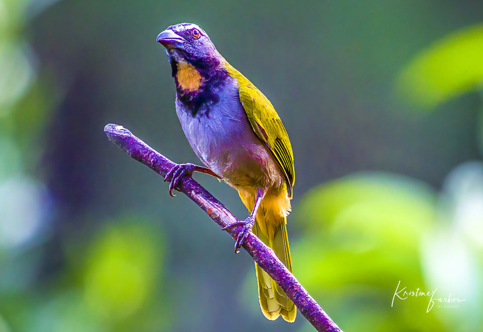 Birds of Costa Rica