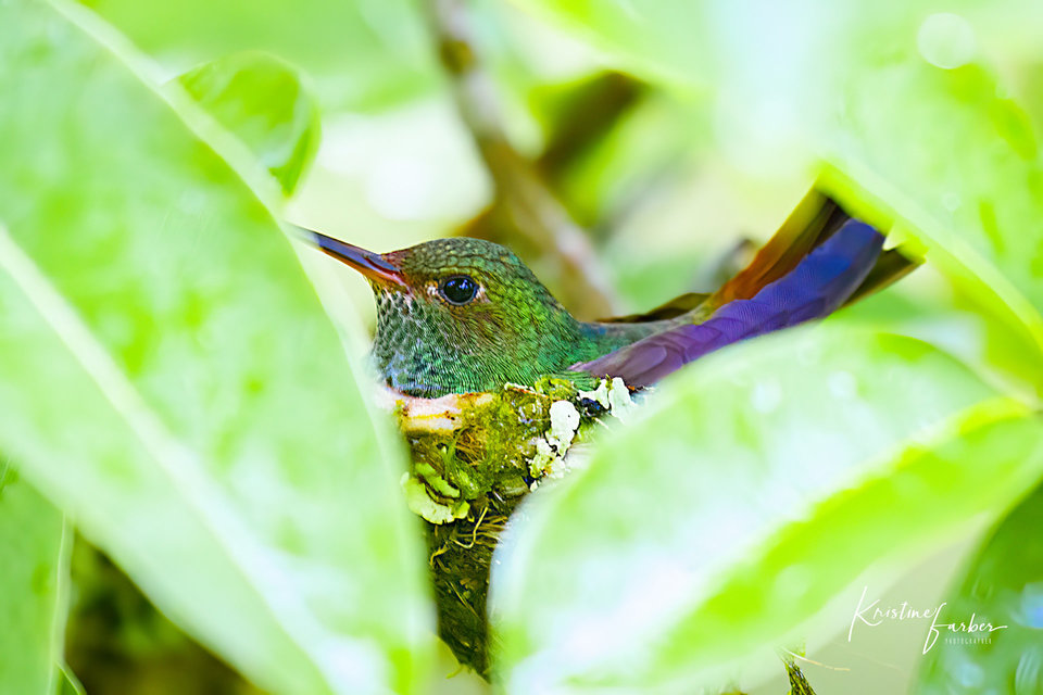 Birds of Costa Rica