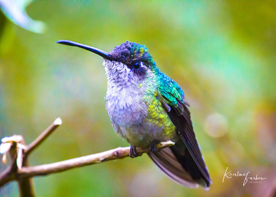Birds of Costa Rica