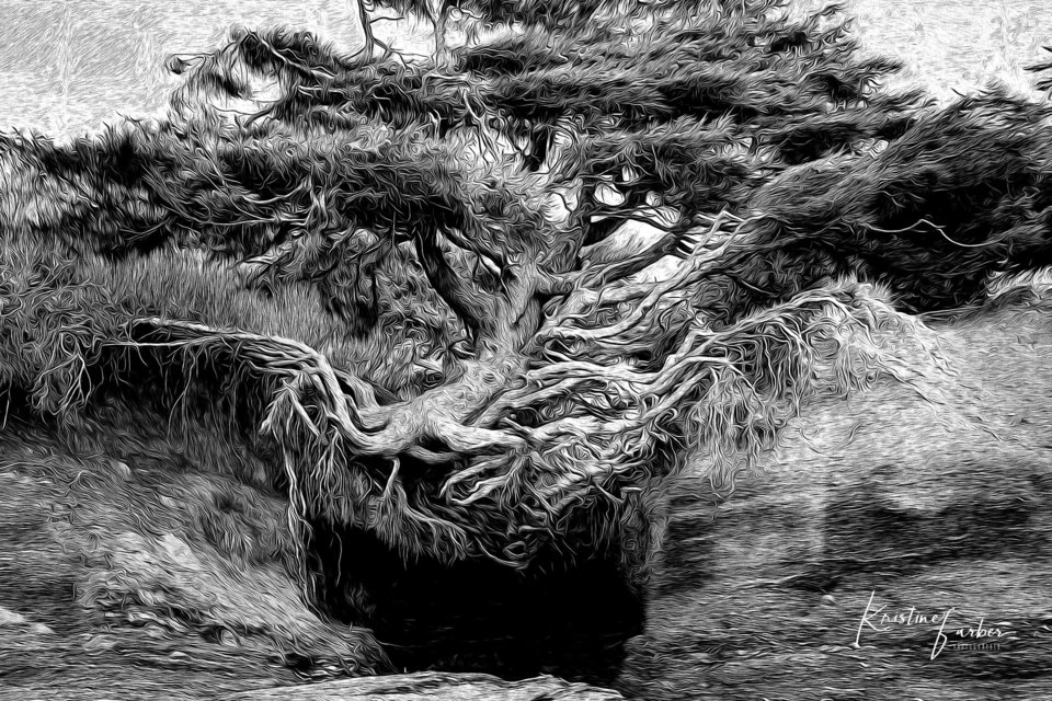 Kalaloch Tree of Life, Kalaloch Beach, WA