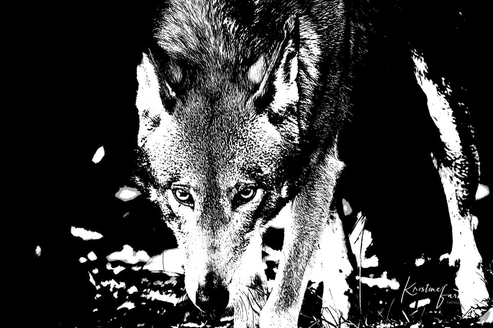 Red Wolf, Wolf Haven Intern'l, WA