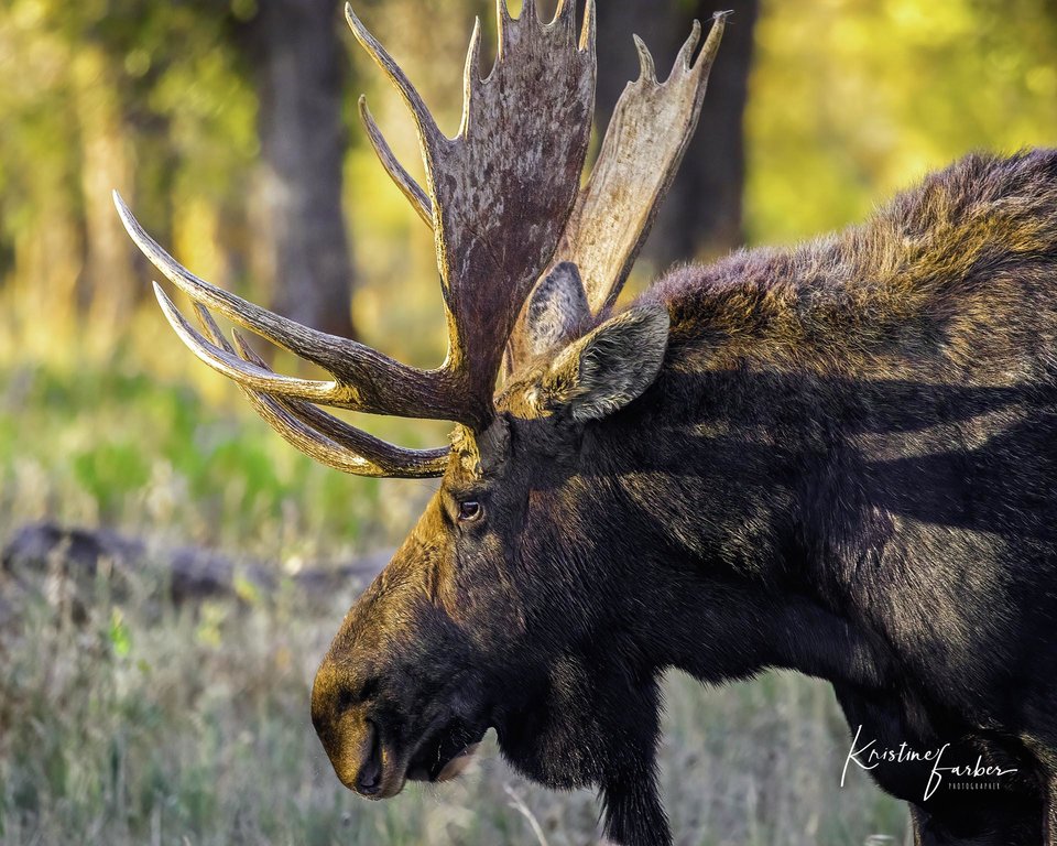 Moose (bull, side), Wyoming