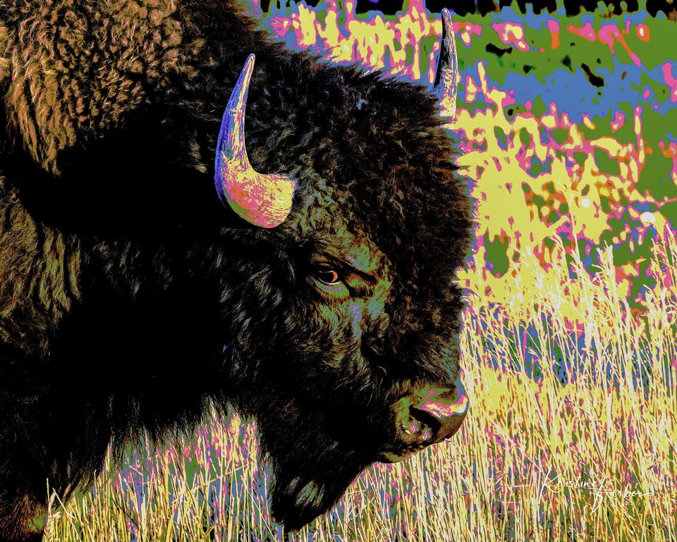 American Bison (side eye), Wyoming