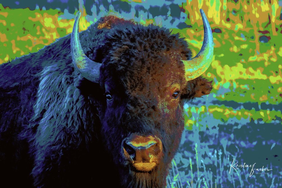 American Bison ("Here's lookin' at you, kid"), Wyoming