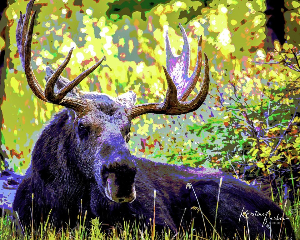 Moose (bull, resting), Wyoming