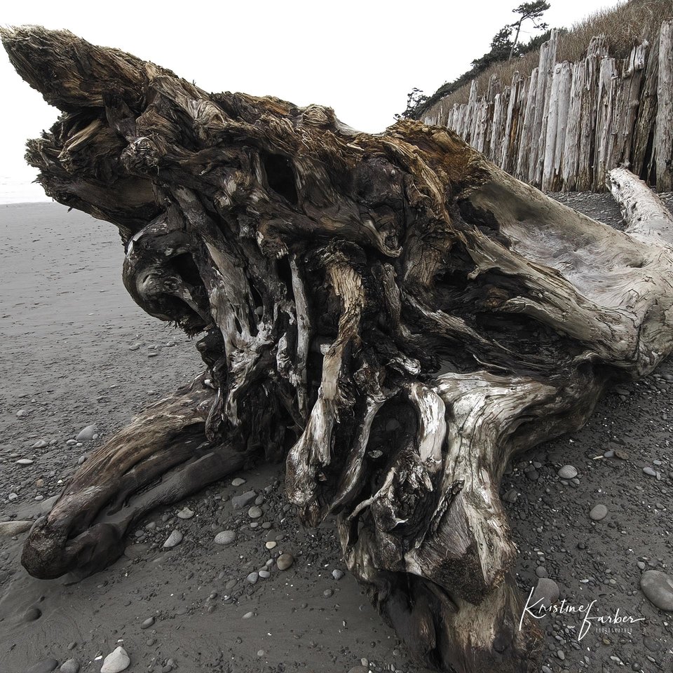 Driftwood at Kalaloch Beach, WA