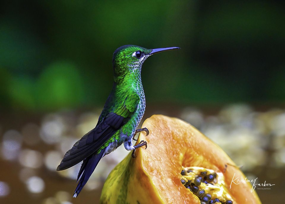 Birds of Costa Rica