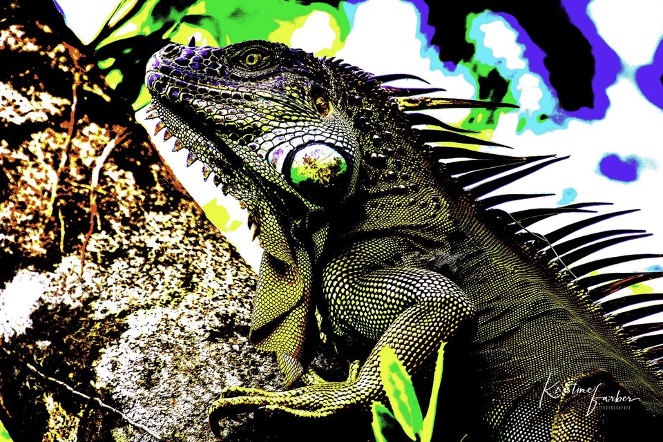 Iguana, Tortuguero National Park, Costa Rica