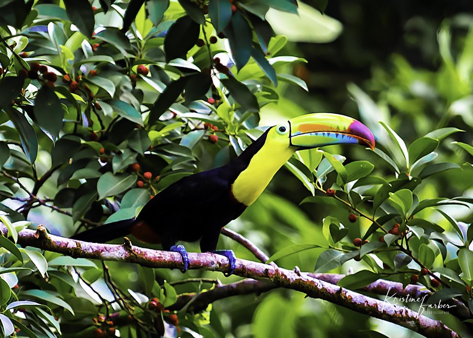 Birds of Costa Rica