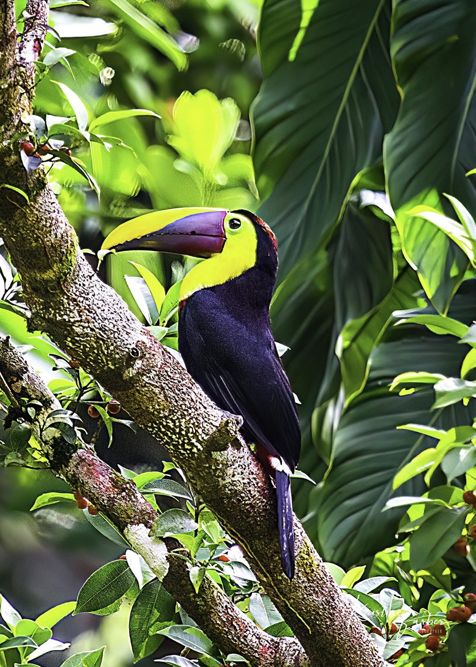Birds of Costa Rica