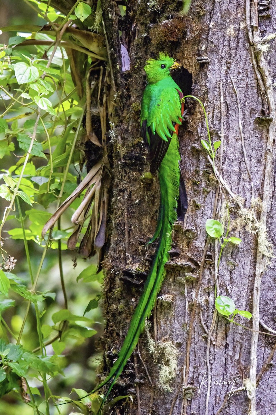 Birds of Costa Rica