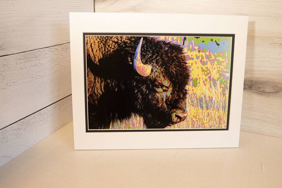 American Bison (side eye), Wyoming