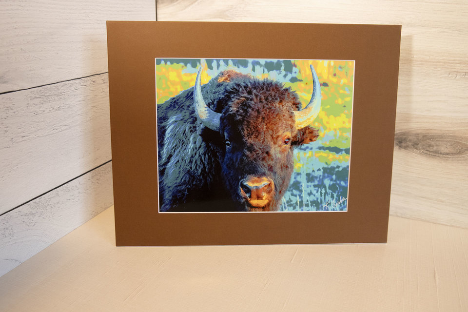 American Bison ("Here's lookin' at you, kid"), Wyoming