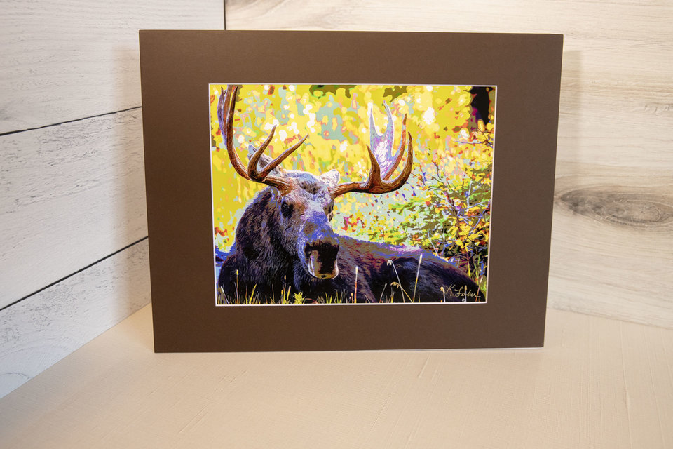 Moose (bull, resting), Wyoming