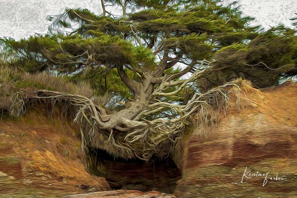 Kalaloch Tree of Life, Kalaloch Beach, WA