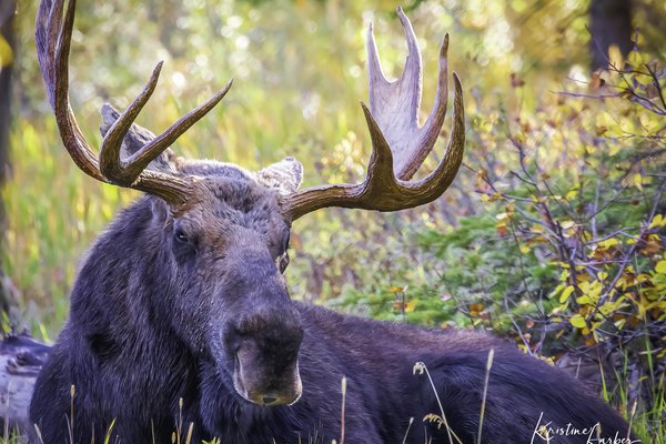 Moose (bull, resting), Wyoming