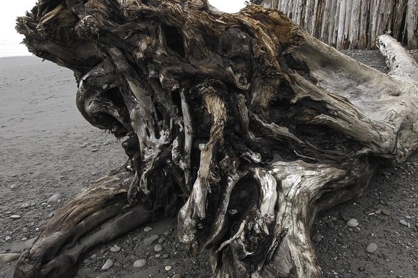 Driftwood at Kalaloch Beach, WA